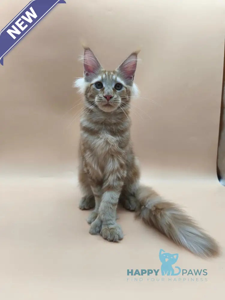 Pan Maine Coon polydactyl male red tabby live animals