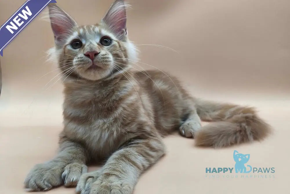 Pan Maine Coon polydactyl male red tabby live animals