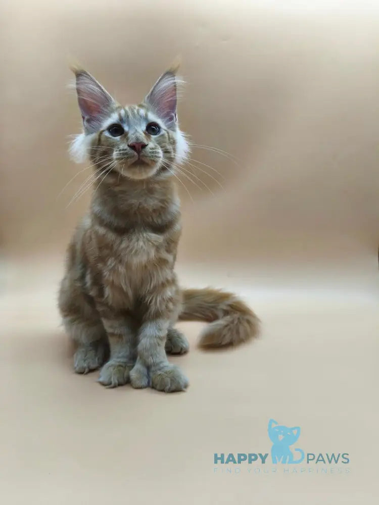 Pan Maine Coon polydactyl male red tabby live animals