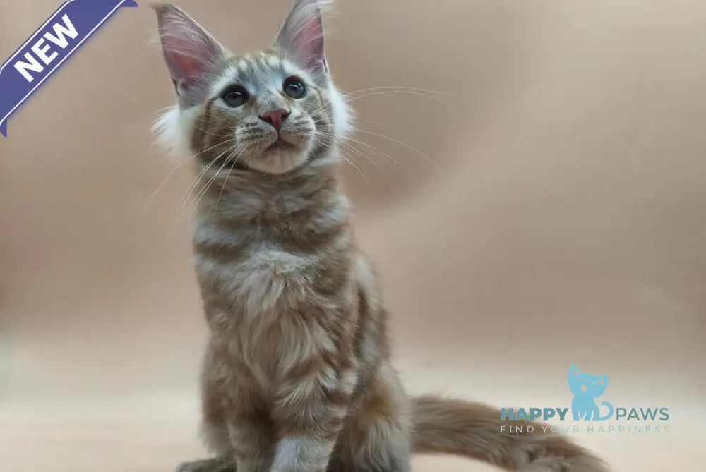 Pan Maine Coon polydactyl male red tabby live animals