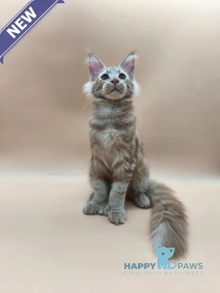 Pan Maine Coon polydactyl male red tabby live animals