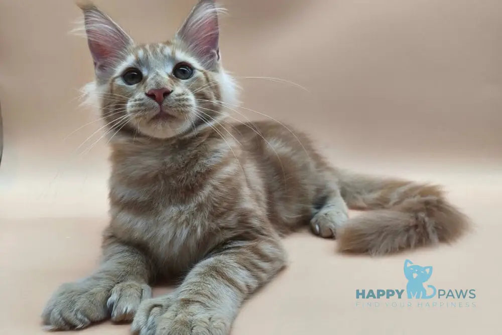 Pan Maine Coon polydactyl male red tabby live animals