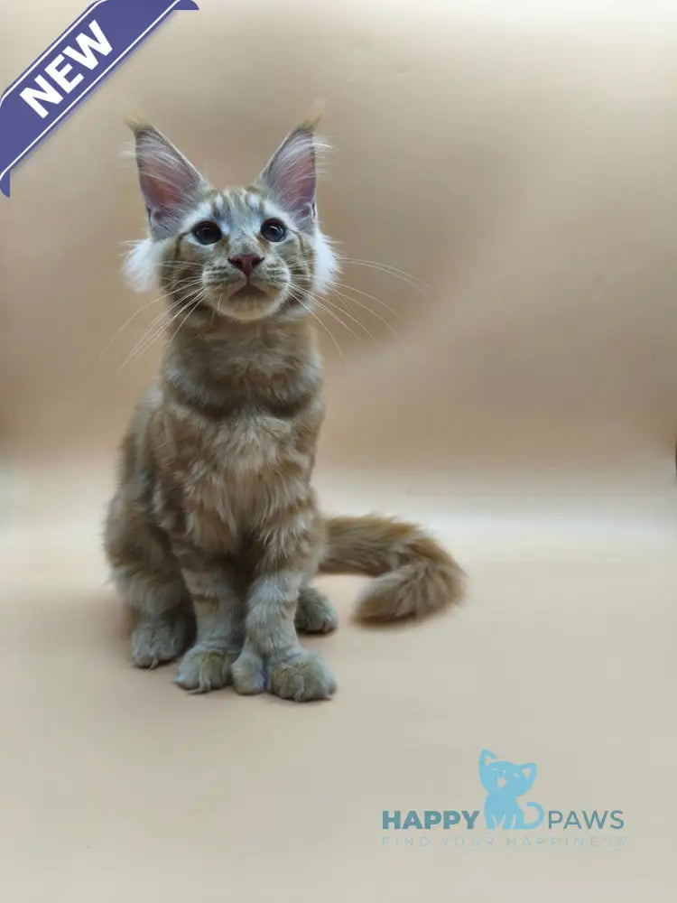 Pan Maine Coon polydactyl male red tabby live animals