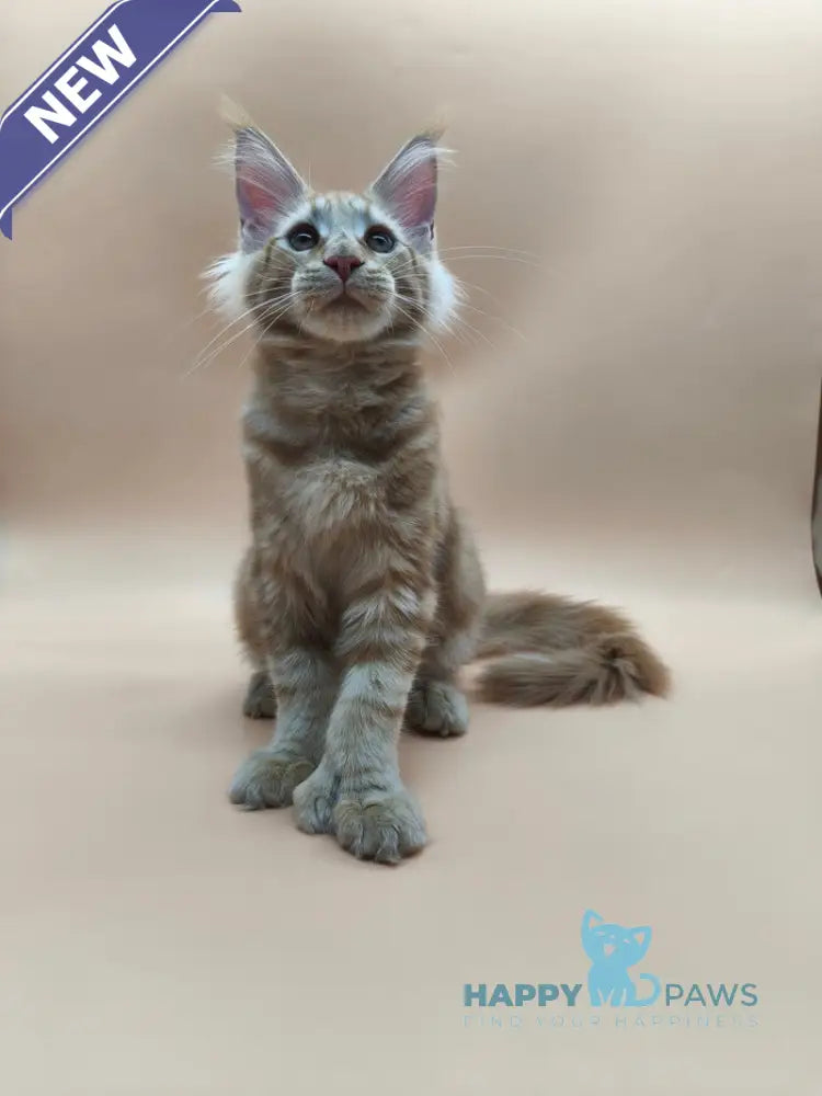 Pan Maine Coon polydactyl male red tabby live animals