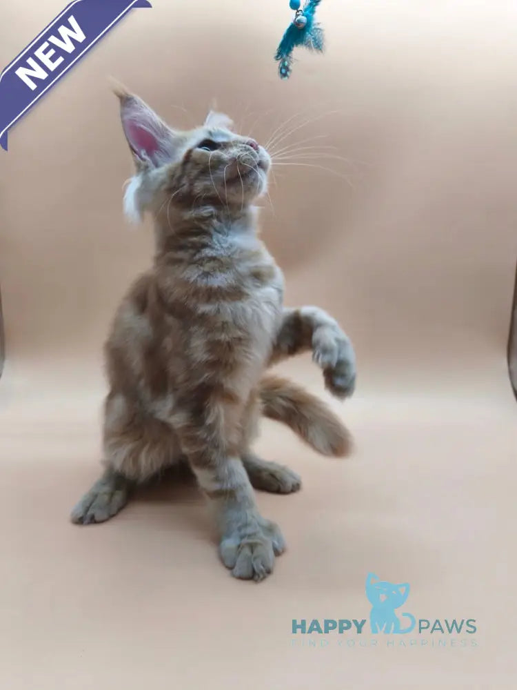 Pan Maine Coon polydactyl male red tabby live animals
