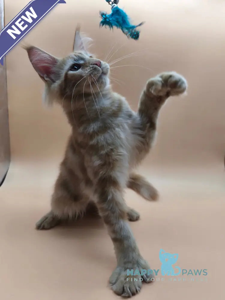 Pan Maine Coon polydactyl male red tabby live animals