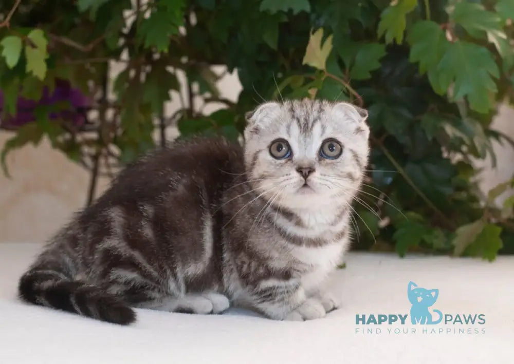 Panas Munchkin male black silver tabby live animals