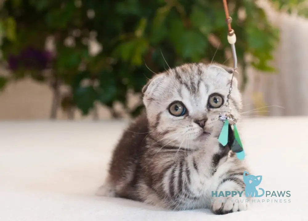 Panas Munchkin male black silver tabby live animals