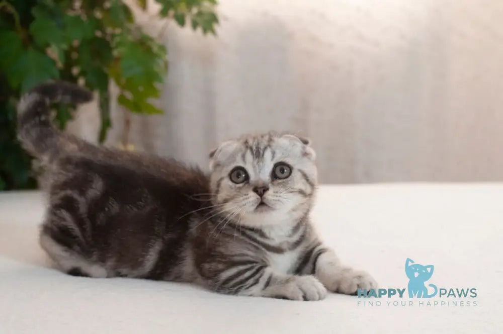 Panas Munchkin male black silver tabby live animals