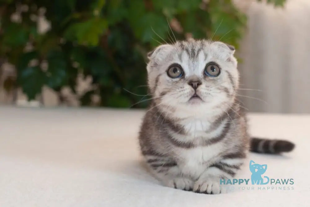 Panas Munchkin male black silver tabby live animals