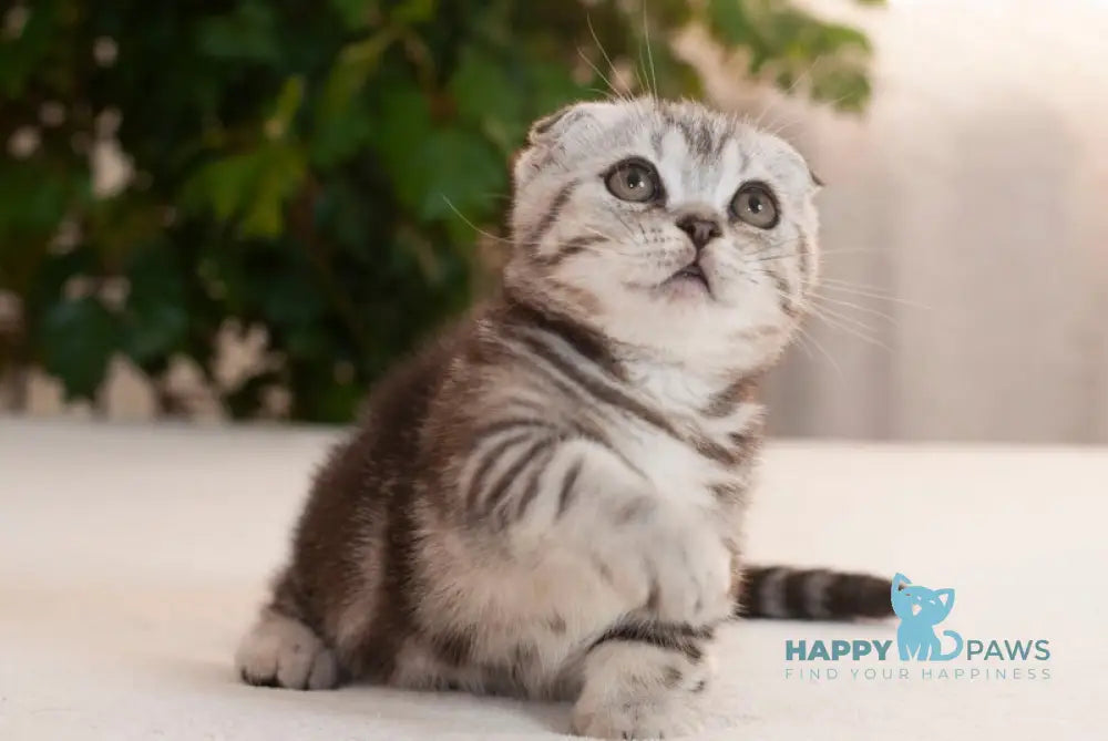 Panas Munchkin male black silver tabby live animals
