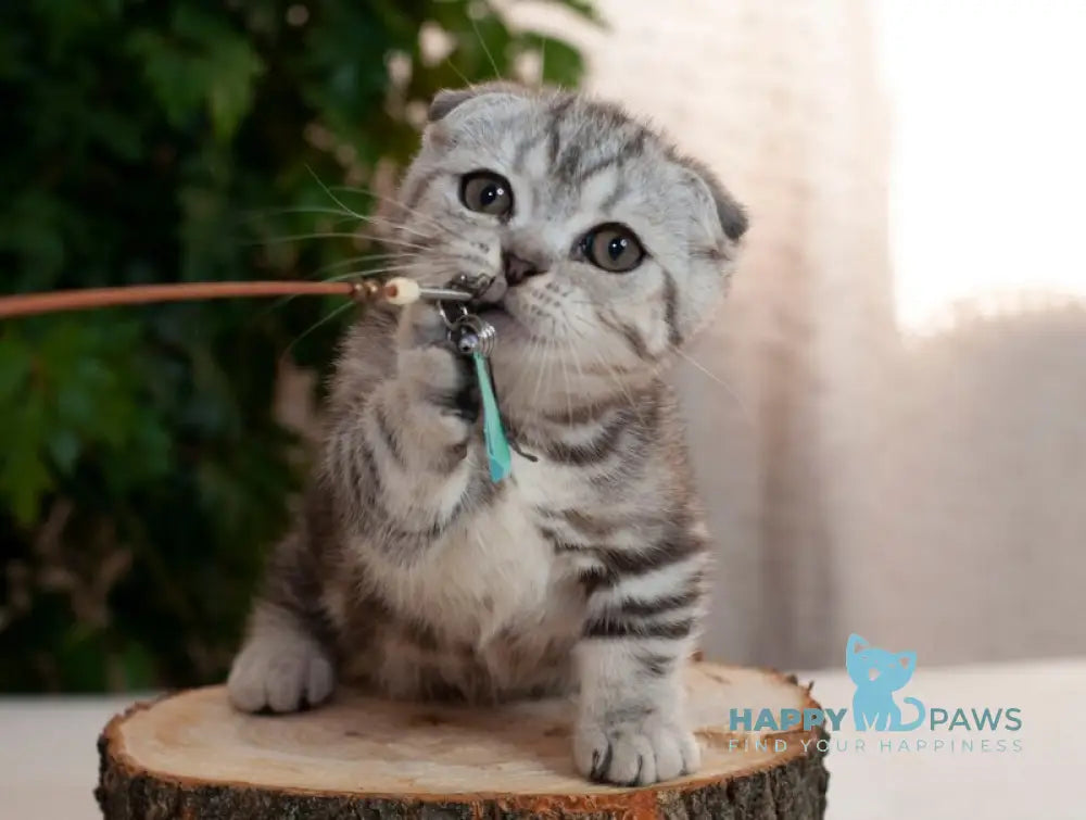 Panas Munchkin male black silver tabby live animals