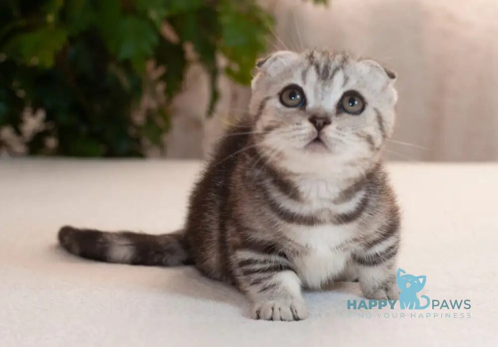 Panas Munchkin male black silver tabby live animals