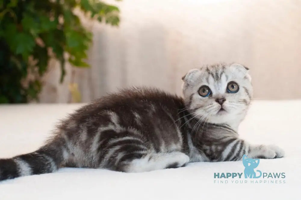 Panas Munchkin male black silver tabby live animals