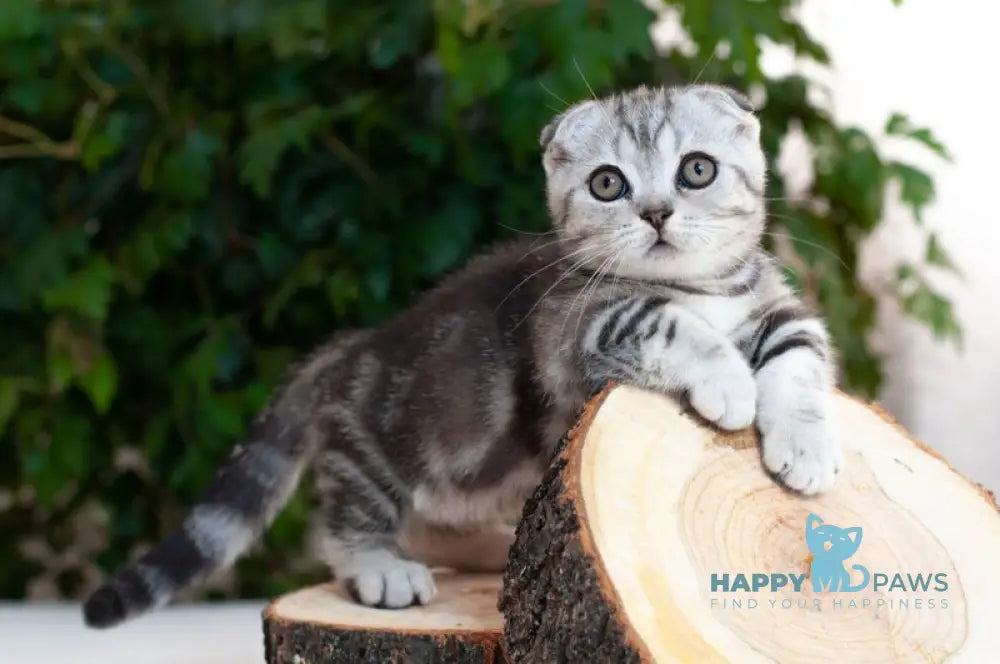 Panas Munchkin male black silver tabby live animals