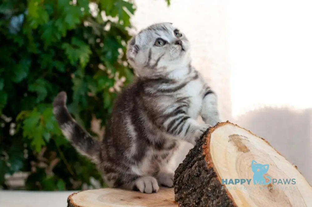 Panas Munchkin male black silver tabby live animals