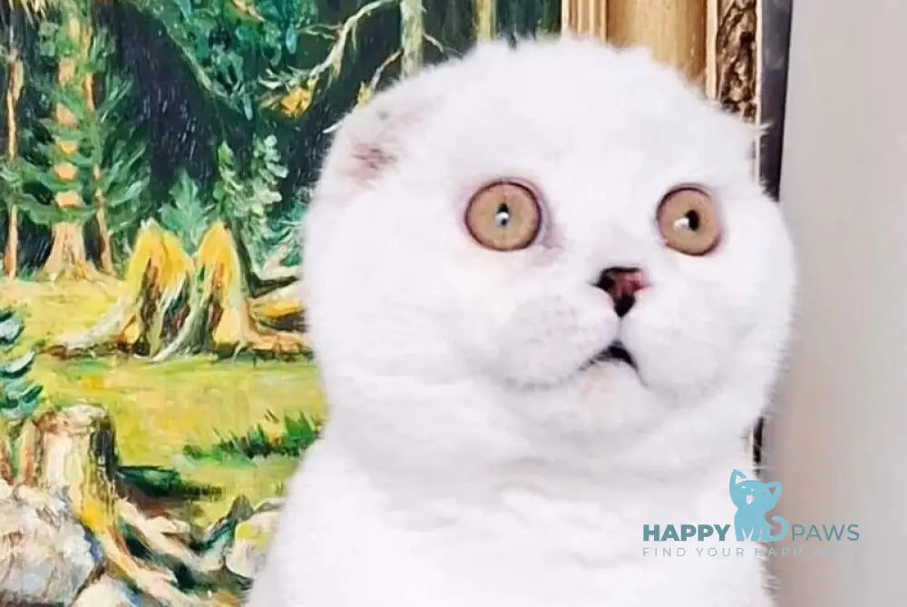 Pancake Scottish Fold male black tabby harlequin live animals