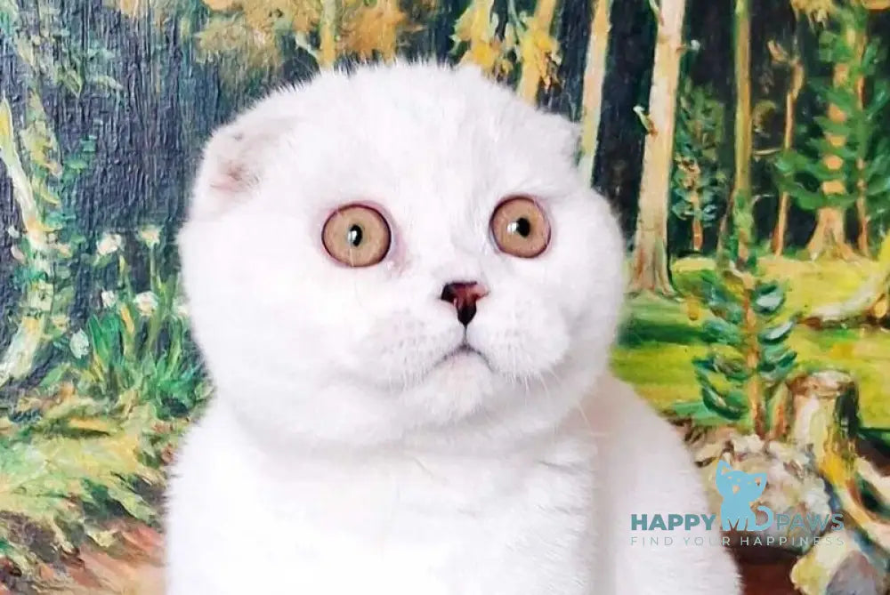 Pancake Scottish Fold male black tabby harlequin live animals