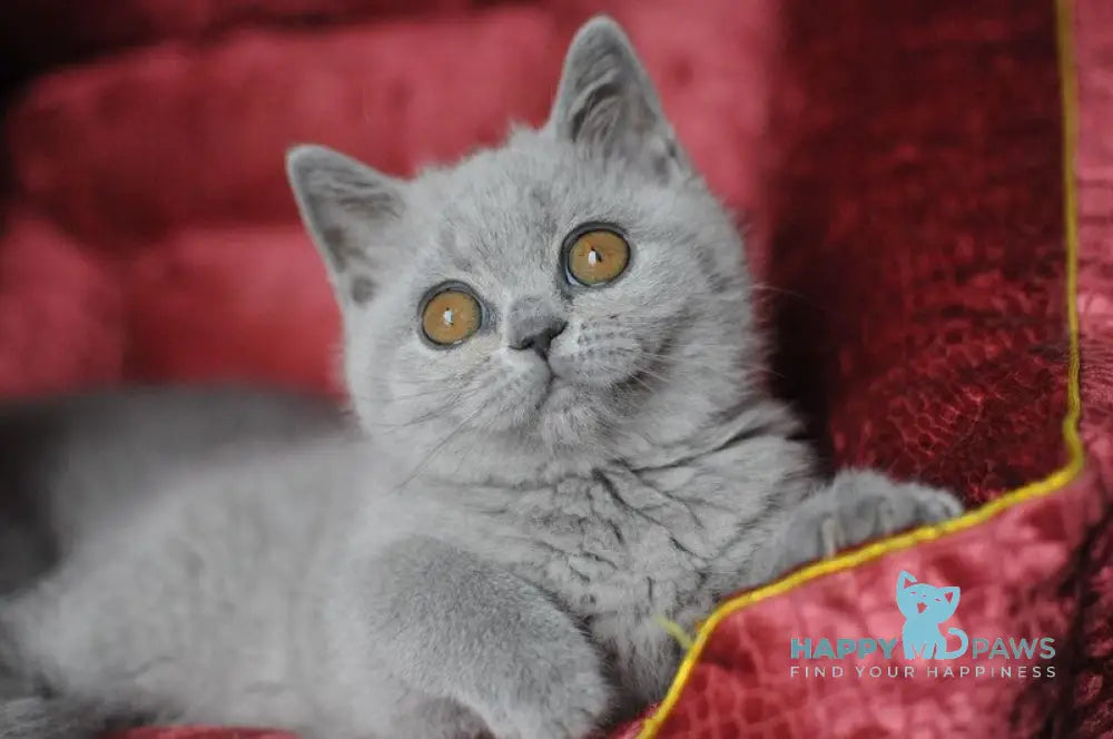 Panda British Shorthair female blue live animals