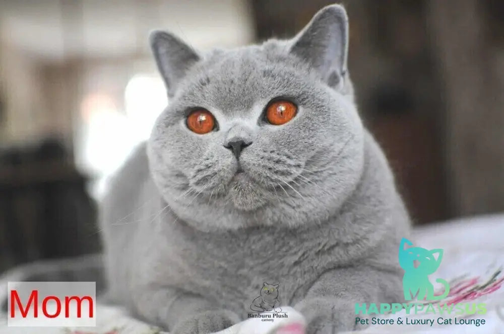 Panda British Shorthair female blue live animals