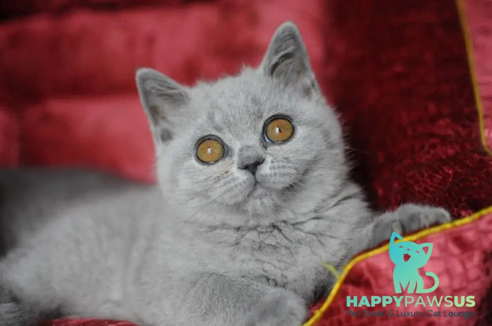 Panda British Shorthair female blue live animals
