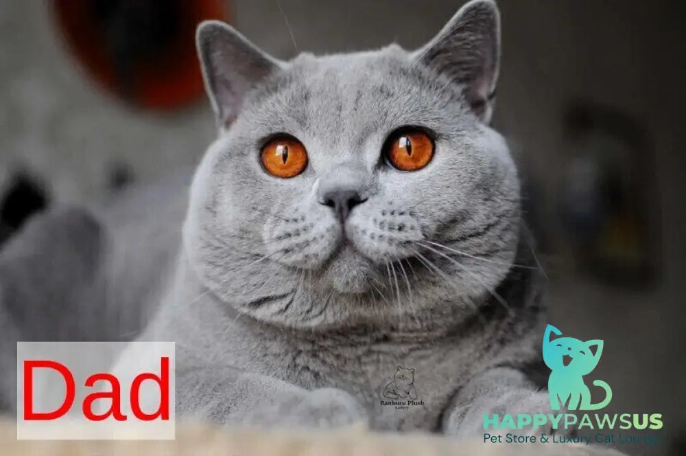 Panda British Shorthair female blue live animals