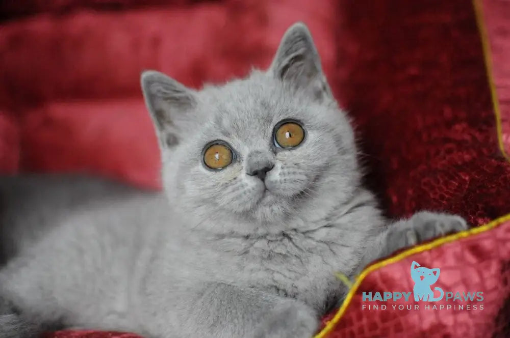 Panda British Shorthair female blue live animals