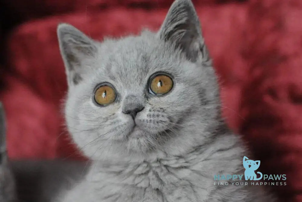 Panda British Shorthair female blue live animals