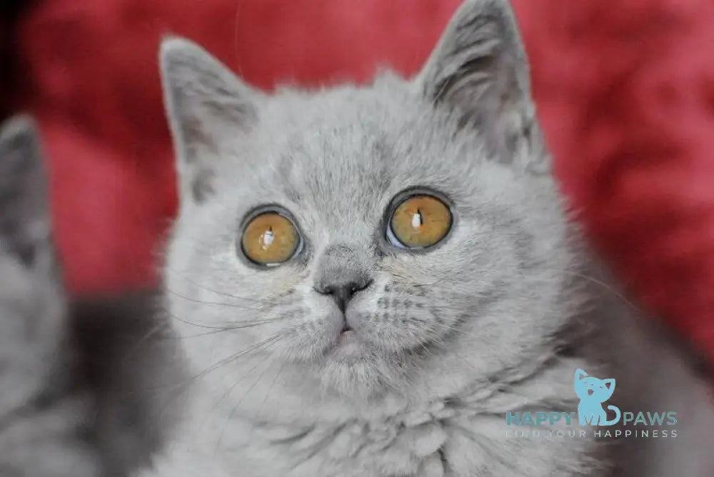Panda British Shorthair female blue live animals