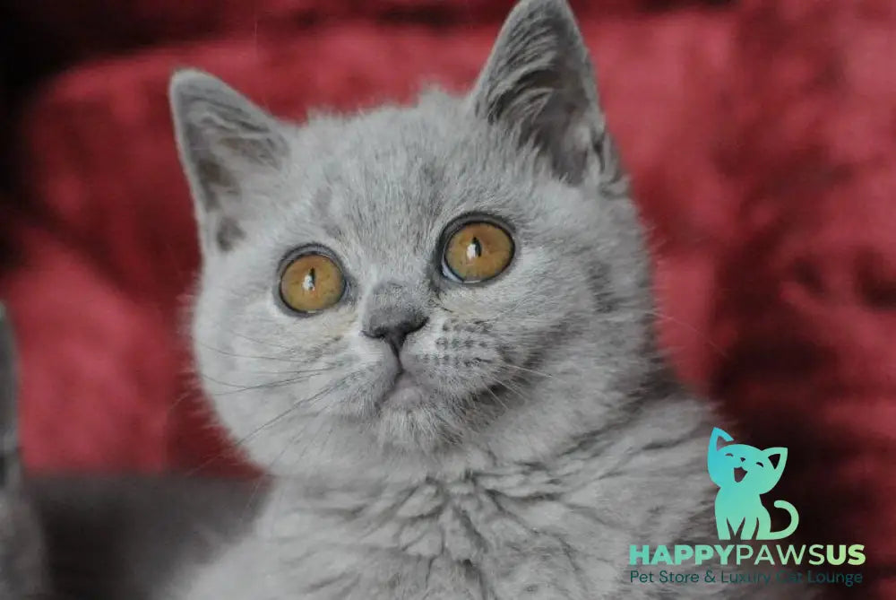 Panda British Shorthair female blue live animals