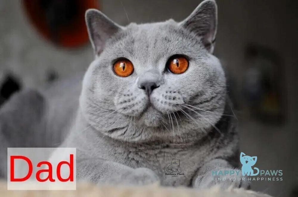Panda British Shorthair female blue live animals