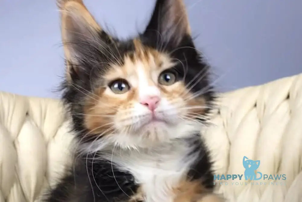Panda Maine Coon female black tortie bicolour live animals