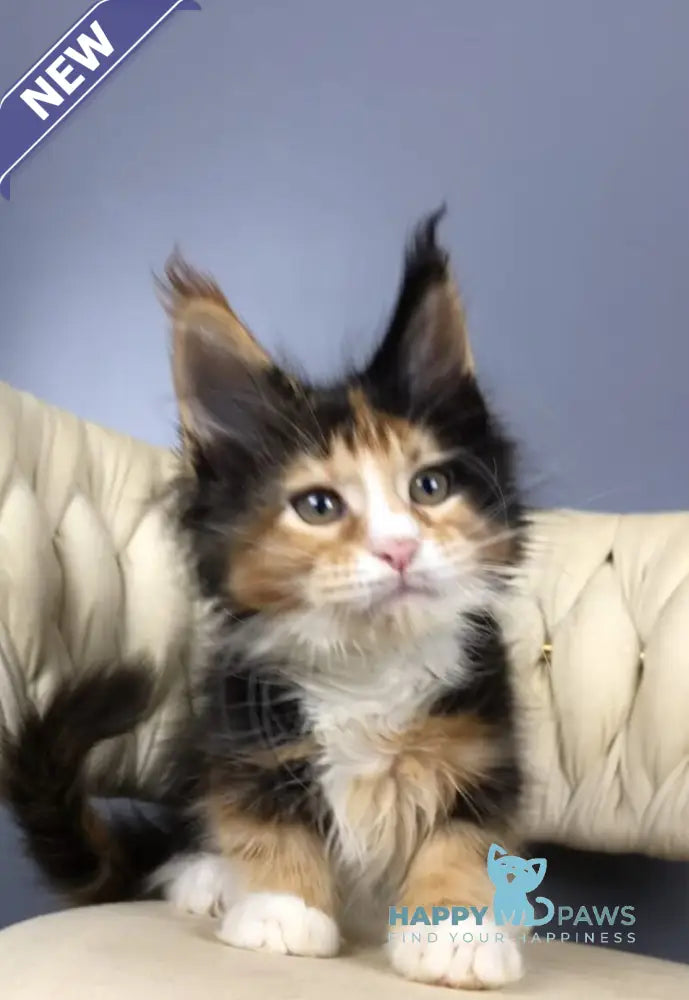 Panda Maine Coon female black tortie bicolour live animals