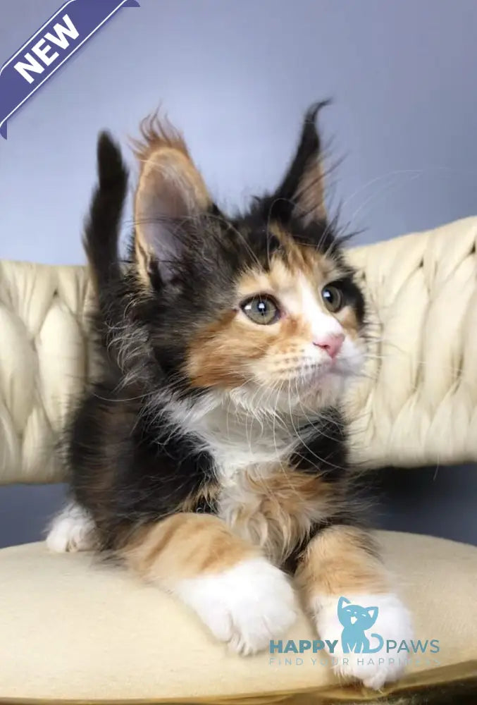 Panda Maine Coon female black tortie bicolour live animals