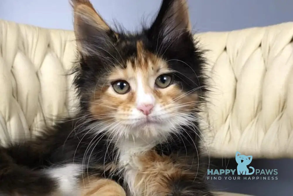 Panda Maine Coon female black tortie bicolour live animals