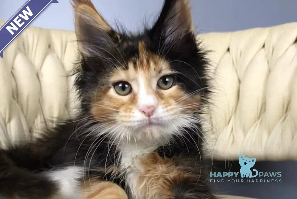 Panda Maine Coon female black tortie bicolour live animals