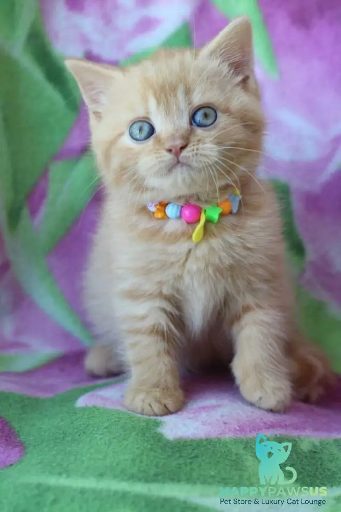 Pandora British Shorthair female red - live animals