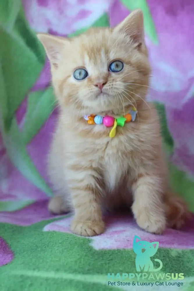 Pandora British Shorthair female red - live animals
