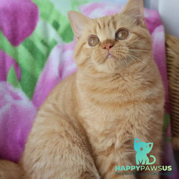 Pandora British Shorthair female red - live animals