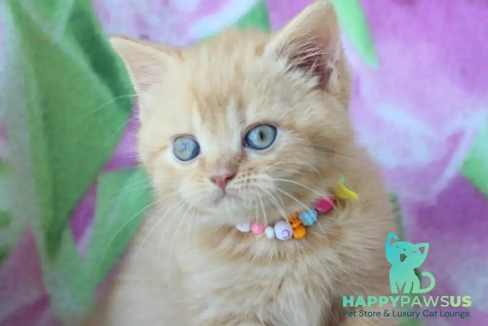 Pandora British Shorthair female red - live animals