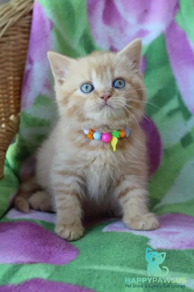 Pandora British Shorthair female red - live animals