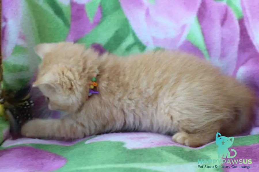 Pandora British Shorthair female red - live animals