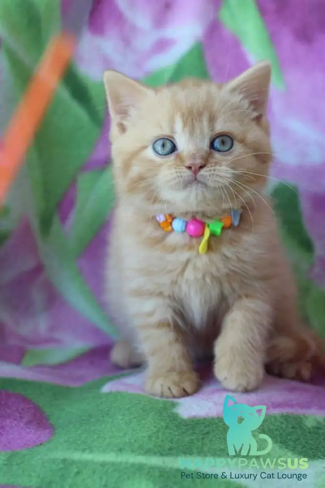 Pandora British Shorthair female red - live animals