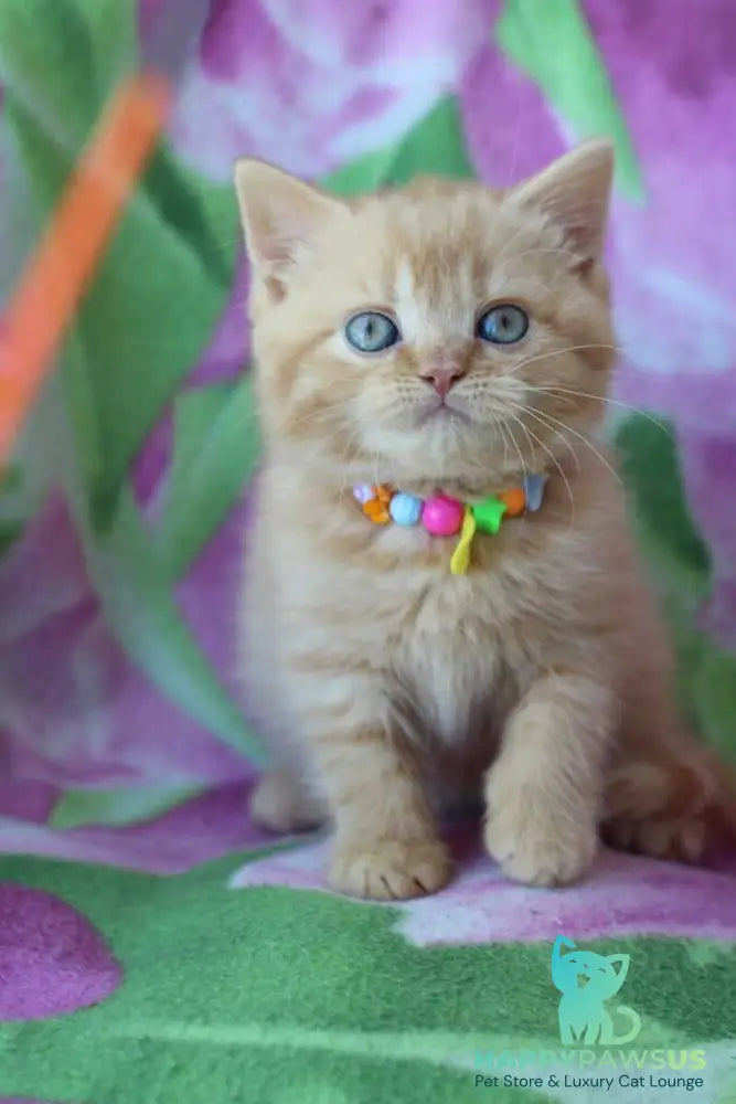 Pandora British Shorthair female red - live animals