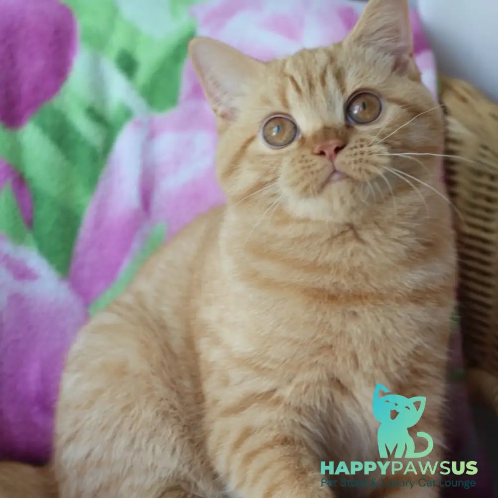 Pandora British Shorthair female red - live animals