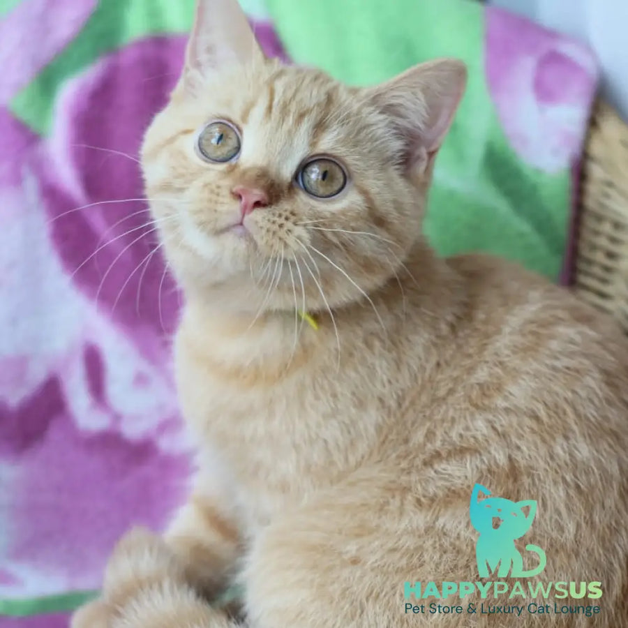Pandora British Shorthair female red - live animals