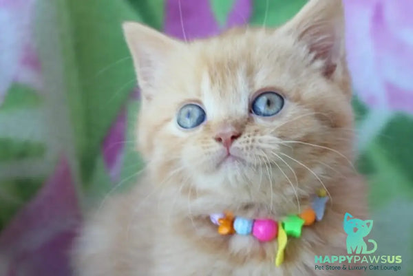 Pandora British Shorthair female red - live animals