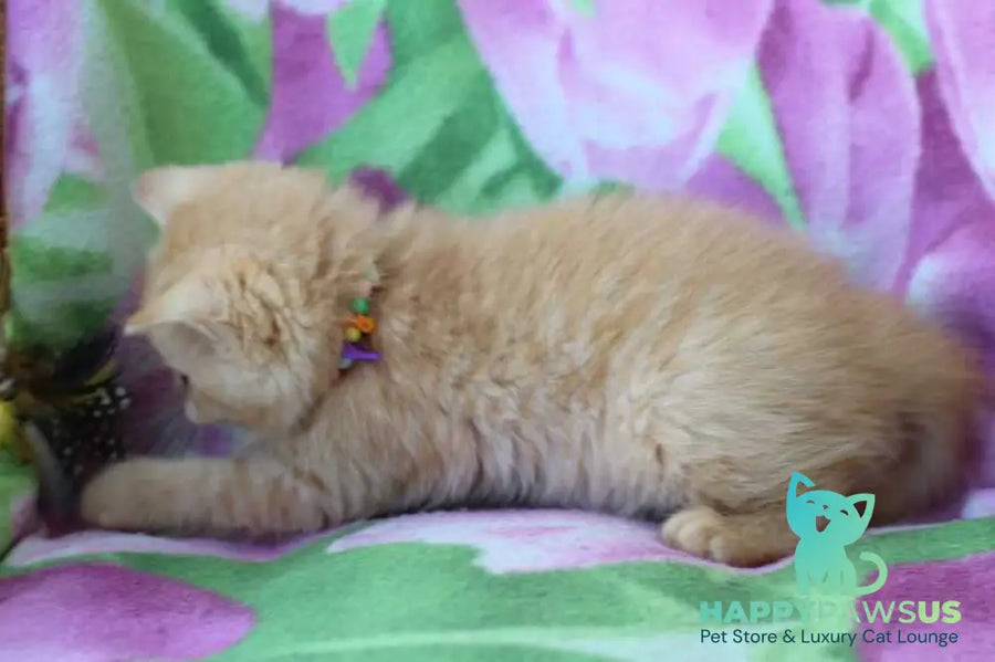 Pandora British Shorthair female red - live animals