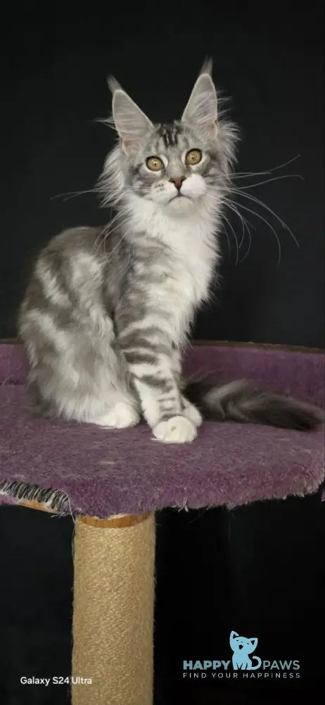 Pandora Maine Coon female black silver tabby bicolour live animals