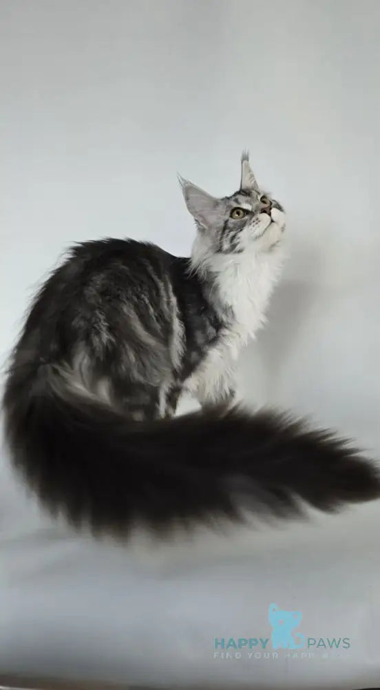 Pandora Maine Coon female black silver tabby bicolour live animals